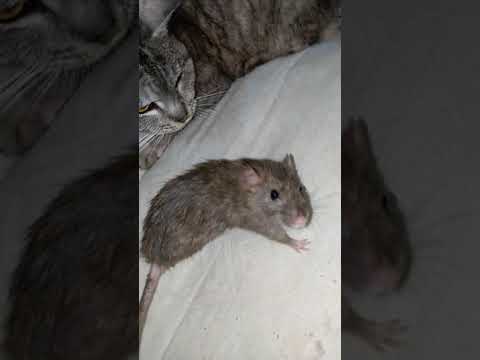 Wideo: Co Lub Kto Jest Królem Szczurów - Alternatywny Widok