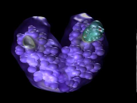 Steroid hormone receptor animation