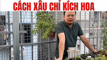 Cách xâu chỉ kích phi điệp nở hoa tết. Sơn cầm