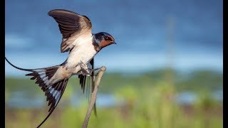 Ласточка в гнезде