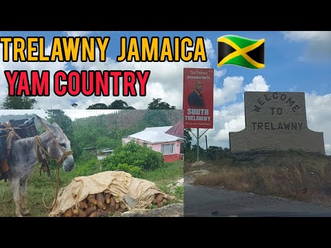 DRIVING THROUGH  TRELAWNY JAMAICA🇯🇲ON A SUNDAY, I GOT SOME YELLOW YAM GUYS