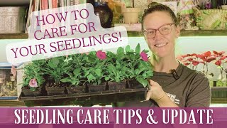 You Sprouted A Seed Now What   Seedling Care Tips U0026 Maintenance Plus A Seedling Update