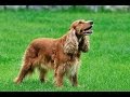 Порода собак Английский кокер-спаниель