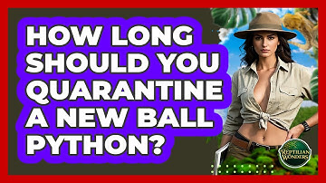How Long Should You Quarantine A New Ball Python? - Reptilian Wonders