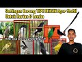 Setingan burung tipe dingin untuk harian  lomba