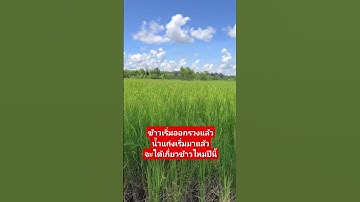 ข้าวเริ่มออกรวงแล้วน้ำแก่งเริ่มมาแล้วจะได้เกี่ยวข้าวไหมปีนี้