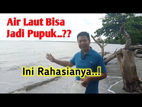 Cara Membuat POC Dari Air Laut 