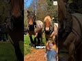 Ardenés: el caballo más fuerte que parece una máquina🐎🐴#horse #agro #farming #farm #pecuarista