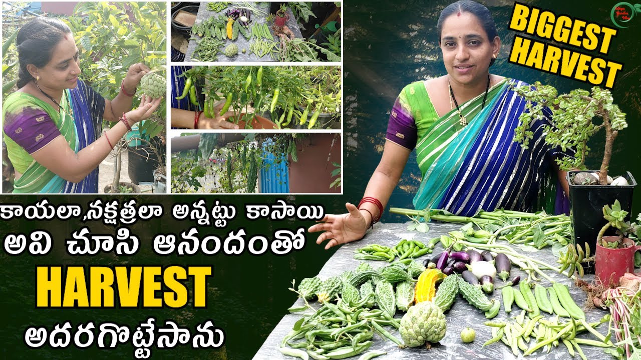 BIGGEST HARVEST Harvesting Fruits And Vegetables TELUGU GARDEN BIGGEST HARVEST Harvesting Fruits And Vegetables TELUGU GARDEN