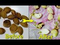 how to grow apricot from seed