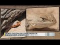 U.S. Fish and Wildlife Service lists Dunes Sagebrush Lizard under Endangered Species Act