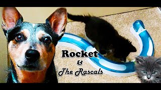 Paws and Claws: Dog and Kitten Play Styles by FindRocket 108 views 2 years ago 6 minutes, 54 seconds