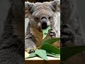 Koala Munches Eucalyptus Leaves 🌿🐨 Soft Crunch ASMR