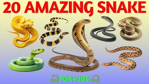 20 Snake Names for Kids | Learn Snake Species in English with Pictures, Facts & Fun Sounds