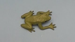 Big Mouth Alphabet Learning The Letter F Lesson 6