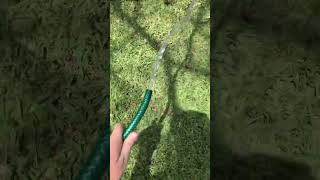 Lily pad art with water 💧 #viral #shorts #fyp #art Lily pad art with water 💧 #viral #shorts #fyp #art