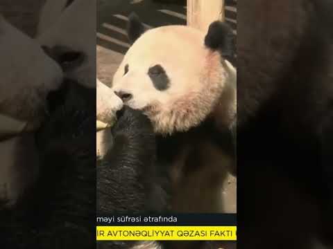 Pandalar səhər yeməyi süfrəsi ətrafında