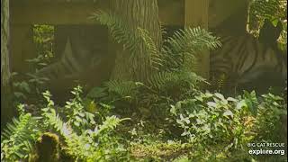 Gorgeous Dutchess tiger, playing hide and seek with me. Big Cat Rescue Tampa Florida. 