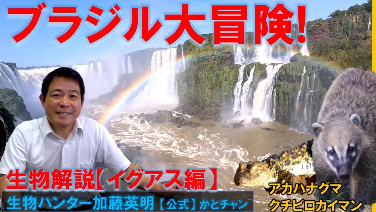 幻のワニを探せ！ブラジル大冒険！イグアス編 Brazil Adventure！Find the Alligator！ ≫生物ハンター加藤英明【公式】かとチャン