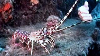 Spiny Lobster - Di̇kenli̇ Istakoz - Böcek - Panulirus Argus Latreille, 1804 By Saki̇ Uğurlu