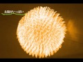 徳永英明 (太陽がいっぱい) Cover