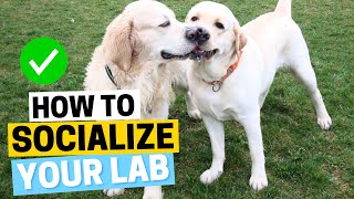 How to Socialize your Labrador - THE RIGHT WAY? by Labrador Care 1,006 views 3 months ago 2 minutes, 9 seconds