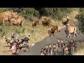LIVE: Lion vs Wild Dogs vs Hyena Survival Battle - Leopard vs Warthog - Wild Animals 2018