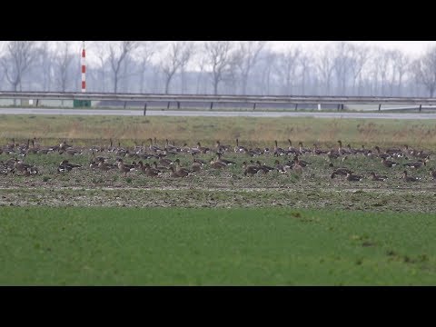 Vetési Ludak Tajgaludak Taiga Bean Geese Noord Holland Hollandia 2020 01 17