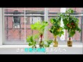 ペットマト/Petomato【育て方編】