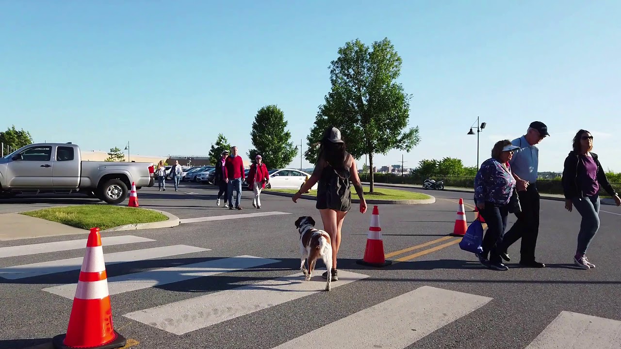 Dickson City Dog Trainers ||| OLK9 Lehigh Valley ||| 3 Year Old Brittany Spaniel, Cooper