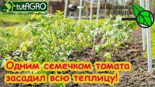 Засадил Всю Теплицу Томатами... Из 1 Семечка! Много Рассады Без Семян. Не Покупайте Много Семян!