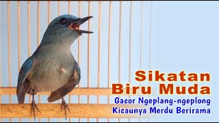 Sikatan Biru Muda Gacor Ngeplang-ngeplong Kicaunya Merdu Berirama