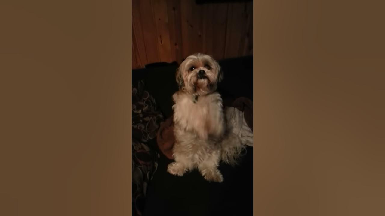 Zoey the dog clapping YouTube