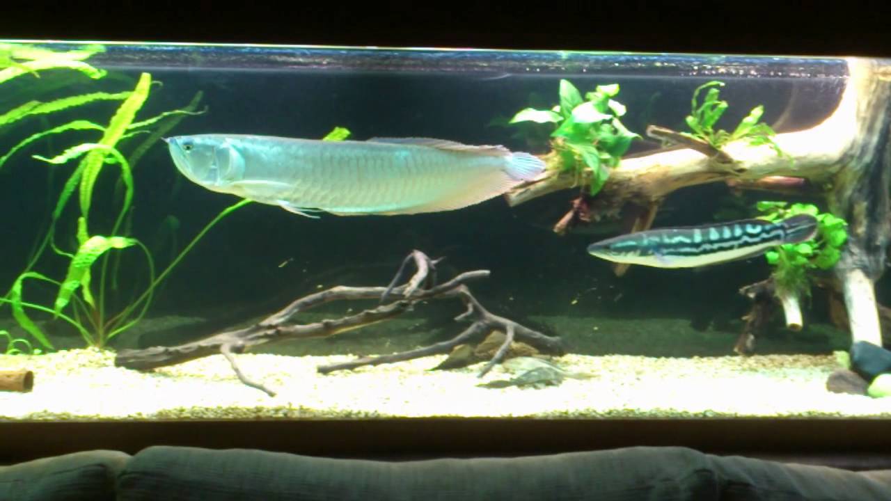 monster aquarium fish.mp4 - YouTube