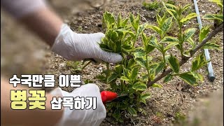 수국꽃 만큼 이쁜 병꽃 3가지 방법으로 삽목 /외목대로 키우기