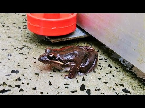 Striped Marsh Frog - Australian Native Frog | Short Documentary