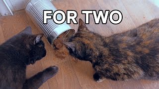 Lunch between two related cats.🐈‍⬛🍴 by Unusual stories of a black cat 224 views 1 month ago 8 minutes, 8 seconds