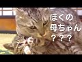 「大きな猫は…母ちゃんなの？」@taipi 【切り抜き】