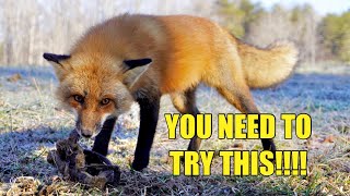 EASIEST WAY TO TRAP A RED FOX!!!