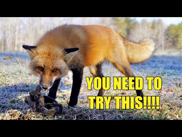 EASIEST WAY TO TRAP A RED FOX!!! class=