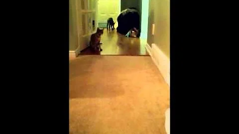 Watch the video about Keira - F3 Savannah Cat playing fetch