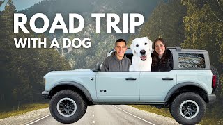 How To Road Trip With Your Dog | Tips, Tricks, & Advice