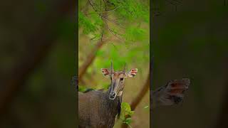 Blue bull (Nilgai)#reels #reelsvideo #reelsinstagram #trendingreels #viral