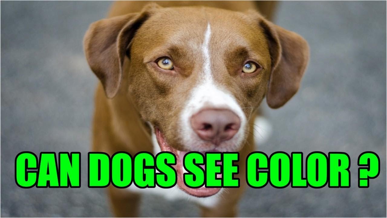 Are Dogs Color Blind ? How Many Colors Do Dogs See ?