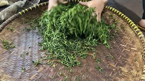 Sản Xuất Chè Tân Cương Thái Nguyên | Chè Tân Cương Thái Nguyên