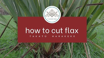 How to cut Flax -Tāpahi Harakeke