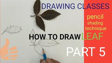 leaves drawing in pencil /how to draw and shade a leaf step by step/pencil shading tutorial .