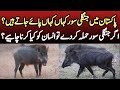 Indian wild boar  facts information and attack of wild pig in pakistan  wildlife of pakistan