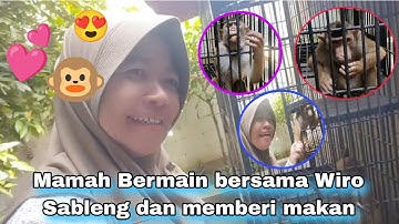Mamah bermain bersama Wiro Sableng dan memberi makan Wiro Sableng 😍🐒💕 