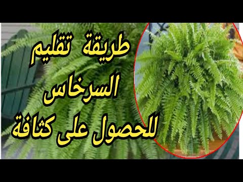 طريقة فصل شتلات السرخاس والاكثار اسهل طريقة تكثيف نبات الخنشار